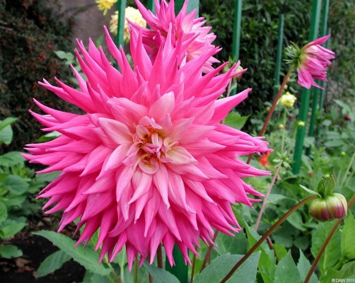 Dahlia, Bellahouston Park, Glasgow
On this particular day in 2007 it was difficult to know where to point the camera there was so many spectacular and colourfull Dahlia on display at the walled garden within Bellahouston Park.
