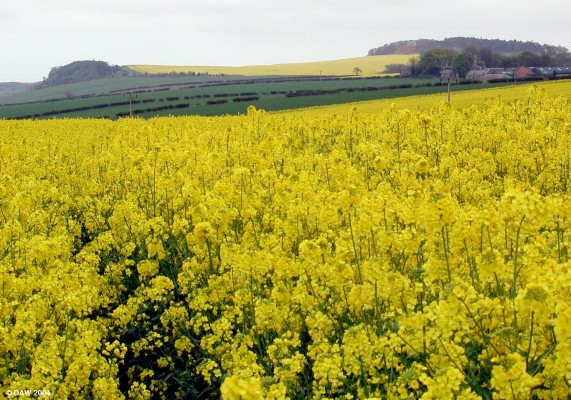 Oil Seed Rape
A common sight in spring time, especially on the east coast, this scene is near East Fortune, south west of Edinburgh.
