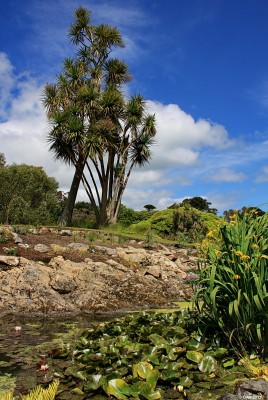 Palm Trees, Logan Botanic Garden
Its difficult to think of another garden in Scotland with so many exotic plants.
