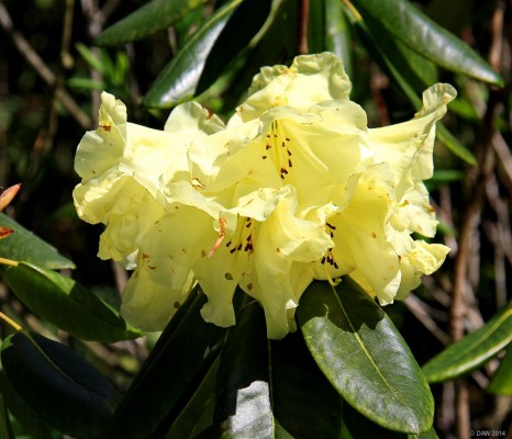 Rhododendron, Castle Kennedy Gardens
