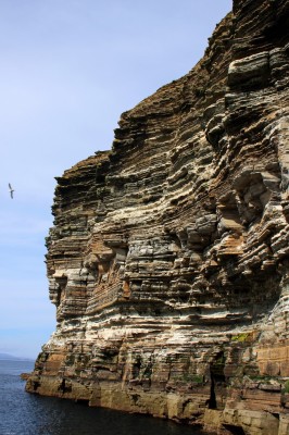 Sea Cliffs, Island of Stroma
Sea Cliffs on Island of Stroma in the Pentland Firth. [url=http://streetmap.co.uk/map.srf?X=334549&Y=977822&A=Y&Z=120/] Map location. [/url]
