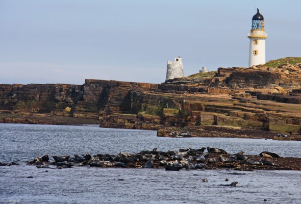 Grey Seals, Isle of Stroma
[url=http://streetmap.co.uk/map.srf?X=334624&Y=978512&A=Y&Z=120/] Map location. [/url]
