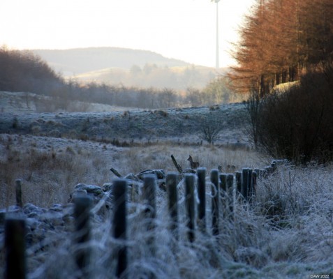 Spot the Deer, Neilston Pad
[url=http://streetmap.co.uk/map?X=247437&Y=655484&A=Y&Z=115/] Map location. [/url]
