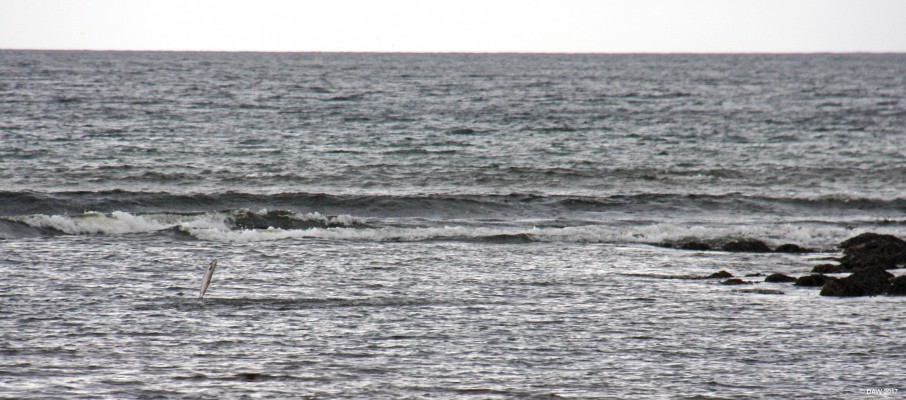 Spot the Salmon, Melvich Bay
A Salmon leaping out the water at the mouth of the river Halladale in Melvich Bay. [url=http://streetmap.co.uk/map.srf?X=288981&Y=965090&A=Y&Z=115/] Map location. [/url]
