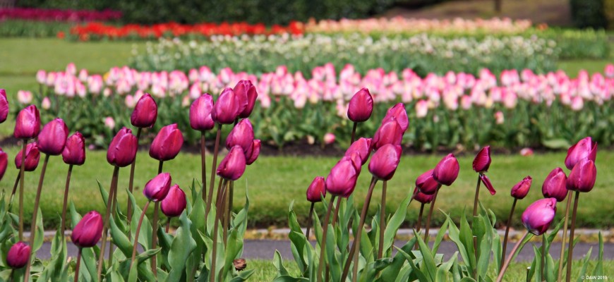 Spring colour, Victoria Park Glasgow, 2016
