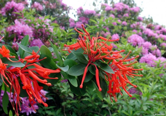 Early summer colour at Castle Kennedy Gardens
[url=http://www.castlekennedygardens.co.uk/]Castle Kennedy Gardens[/url] is known for its spectacular displays of rhododendron  and azalea in early summer. [url=http://www.streetmap.co.uk/streetmap.dll?G2M?X=211035&Y=561300&A=Y&Z=3/]Map location.[/url]
