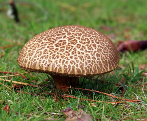 Toadstool, Logan House Gardens
Logan house sits next to Logan Botanical Gardens.  The walled garden that houses the botanical gardens was originally the walled garden for Logan house and it was the first owner of this house that created the botanical garden. [url=http://streetmap.co.uk/map.srf?X=209702&Y=542770&A=Y&Z=115/] Map location. [/url]
