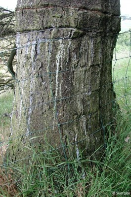 Living fence post, Neilston Pad
This tree appears to be assimilating a fence, resistance is futile.....
