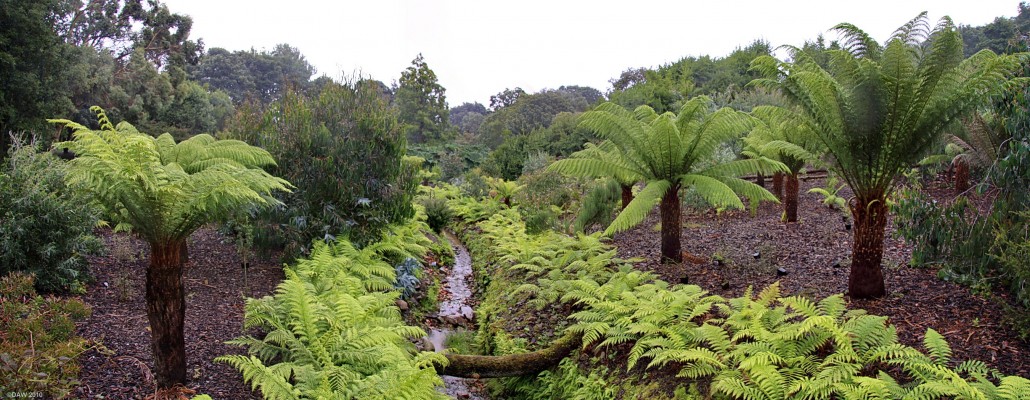 Tree Ferns, Logan Botanic Gardens
Tasmanian Tree ferns at[url=http://www.rbge.org.uk/the-gardens/logan/garden-features/] Logan Botanic Gardens [/url] giving an almost primordial appearance, the rather inclement weather just adds to it.
