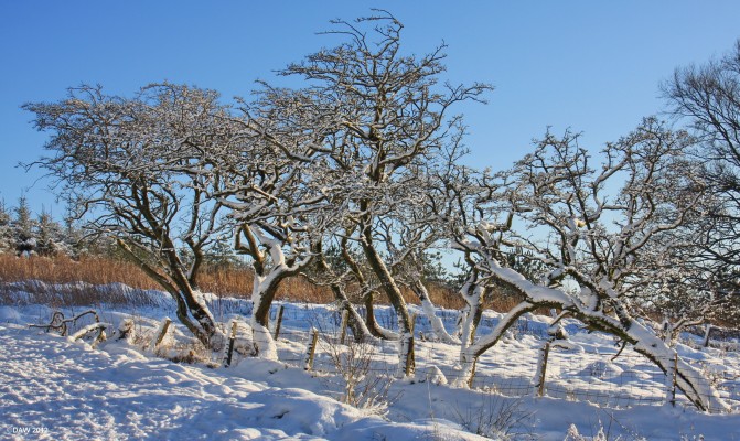Twisted trees
Taken in East Renfrewshore Community Woodland which surrounds the Neilston Pad. [url=http://www.streetmap.co.uk/map.srf?X=247162&Y=654717&A=Y&Z=115/] Map location. [/url]
