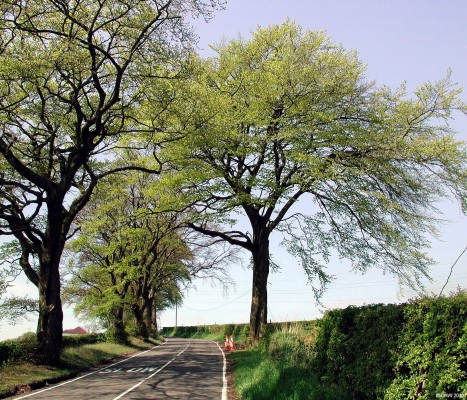 Uplawmoor Road
Looking East up the hill on the edge of Neilston.  [url=http://www.streetmap.co.uk/map.srf?X=246617&Y=656644&A=Y&Z=115/] Map location. [/url]
