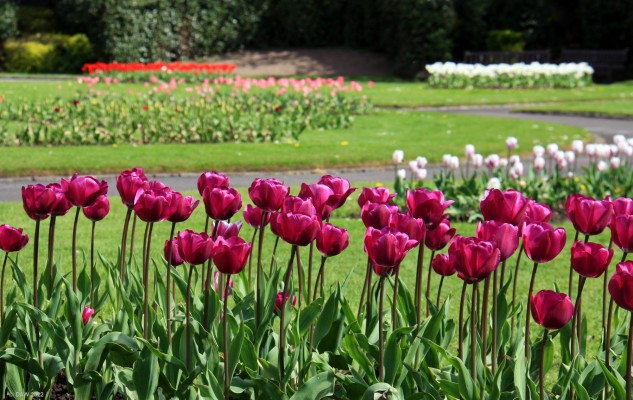 Victoria Park, Glasgow, 2018
