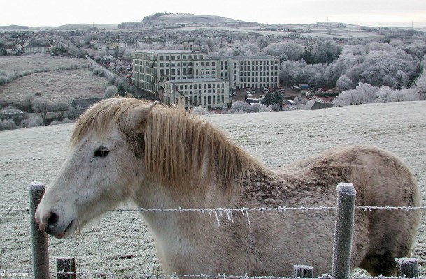 White horse, Fereneze Road
A hard frost means that this is one of the few days of the year when this white horse doesn't stand out like a sore thumb.  The old Crofthead Mill is in the background and the Neilston Pad is on the horizon.  [url=http://www.streetmap.co.uk/map.srf?X=247335&Y=657766&A=Y&Z=110/] Map location. [/url]
