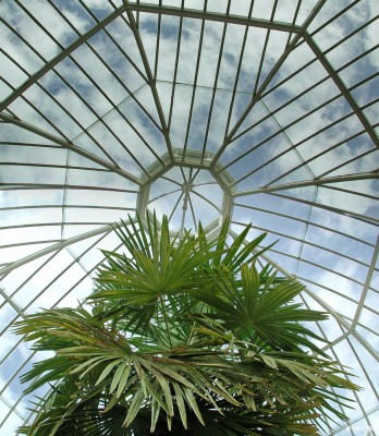Winter Garden, Tollcross Park
Inside the Dome at the Winter Garden in Tollcross park, Glasgow.
