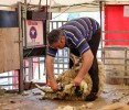 20232C_Sheep_shearing.jpg