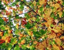Autumn_colour,_Rouken_Glen_Park.jpg