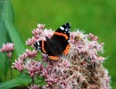 Butterfly2C_Threave_Garden.jpg