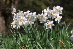 Daffodil_Dawyck_Gardens.jpg