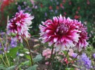Filename=Dahlia2C_Gordon_Castle_2018.jpg
Filesize=573KiB
Dimensions=1597x1181
Date added=Mar 03, 2023 Dahlia2C_Gordon_Castle_2018.jpg