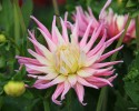 Filename=Dahlia_Gordon_Castle.jpg
Filesize=437KiB
Dimensions=1496x1194
Date added=Mar 03, 2023 Dahlia_Gordon_Castle.jpg