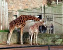Giraffe, Edinburgh Zoo.jpg