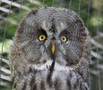 Great_Grey_Owl2C_Kircudbright_Wildlife_park.jpg