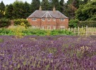 Lavender2C_Castle_Gordon_Garden.jpg