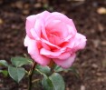 Pink_Rose2C_Tollcross_Park.jpg