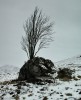 Rowan_Tree,_Rannoch_Moor.jpg