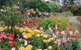 Summer_planting,_Walled_Garden,_Bellahouston_Park.jpg