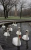 Swans2C_Victoria_Park2C_Glasgow.jpg