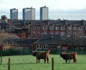 Tenements,_tower_blocks_and_cattle.jpg