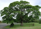 The Darnley Sycamore.jpg