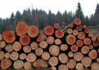 Timber.jpg
