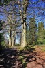 Tree_shadows2C_Rouken_Glen_Park.jpg
