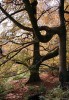 Filename=Trees,_Loch_Libo~0.jpg
Filesize=686KB
Dimensions=1009x1448
Date added=Sep 07, 2009 Trees,_Loch_Libo~0.jpg