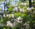 White_Rhododendron2C_Arduaine_Gardens.jpg
