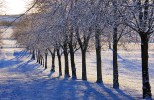 Winter_tree_line2C_Cowan_Park.jpg
