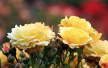 Yellow_Roses2C_Tollcross_Park.jpg