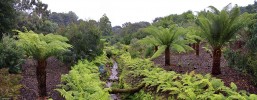 tree_ferns,_Logan_Botanic_Gardens.jpg