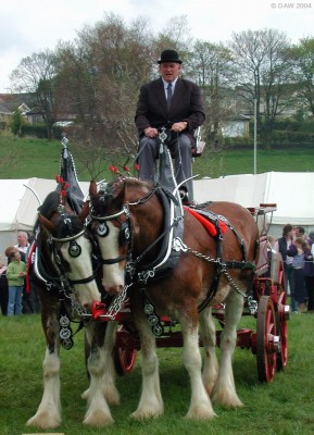 Mill Clydesdales at the 2002 Show, all the way from the Isle of Bute
