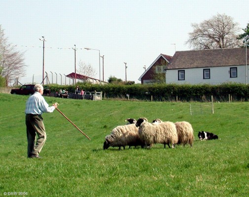 2004, One man and his Dog... and some sheep
