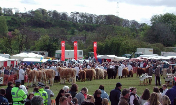 2005, Cattle parading in the main ring
