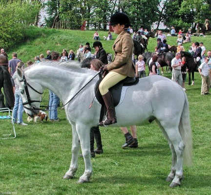 2007, White horse
