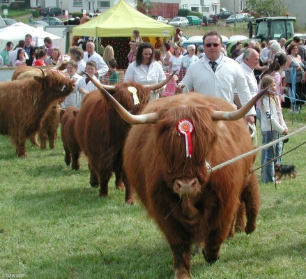 2007, Highland Cattle in the main ring
