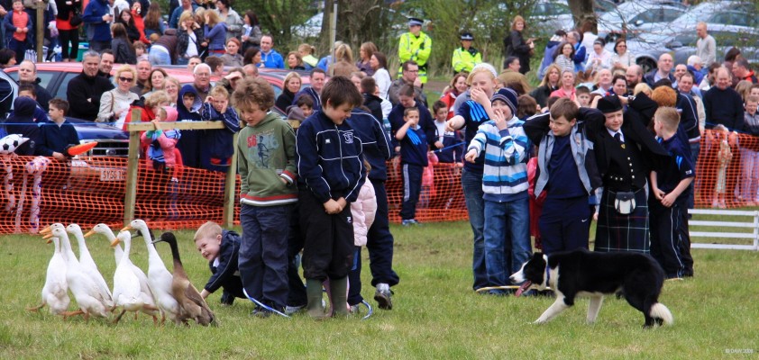 2008, Drake obstacle course
The 'meat eating' Drakes are guided round some victims, err I mean volunteers.
