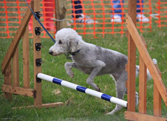 2016, Dog Jumping
Nothing much was happening at the horse jumping when I looked so this was the next best thing.

