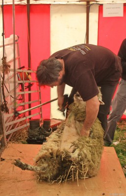 2019, Sheep shearing demonstration
