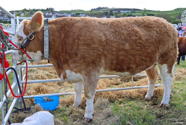 2025, Cattle
