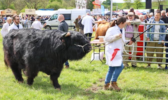 2025, Cattle
